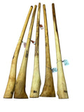 Didgeridoo Eucalyptus Root 60 inch