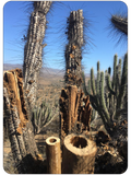 Chilean Rain Stick Rain Maker Cactus (10 inch, Small)