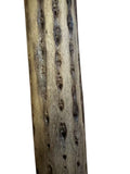 Chilean Rain Stick Rain Maker Cactus (10 inch, Small)